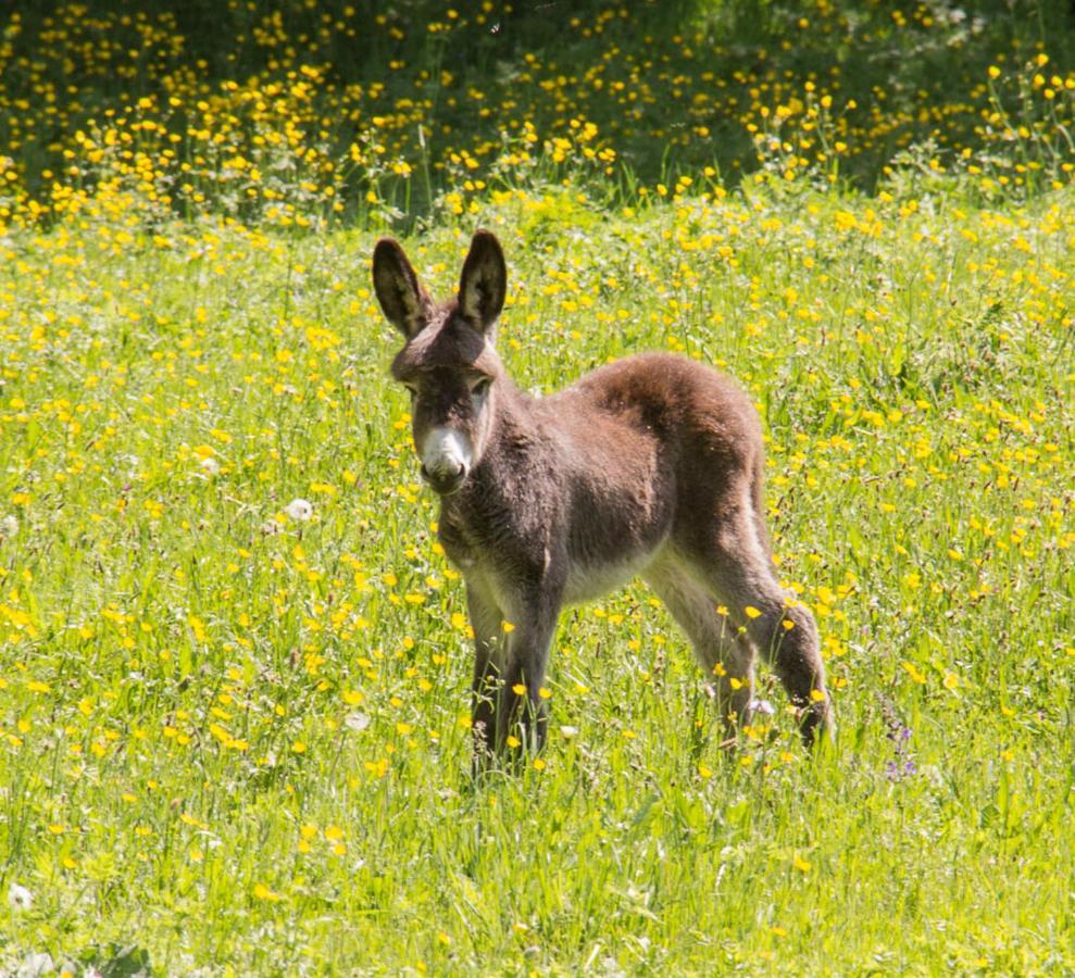 Bed and Breakfast Domaine De Bauzit Vals-pres-le-Puy Екстер'єр фото